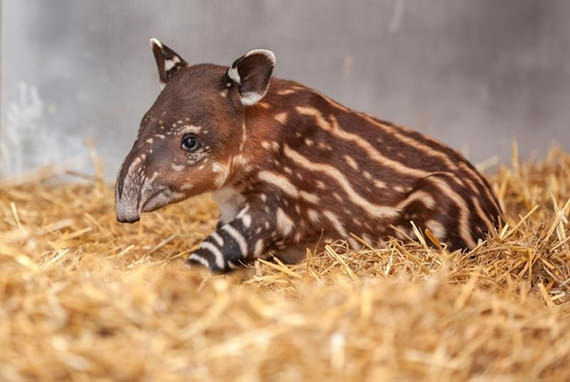 baby tapir 11