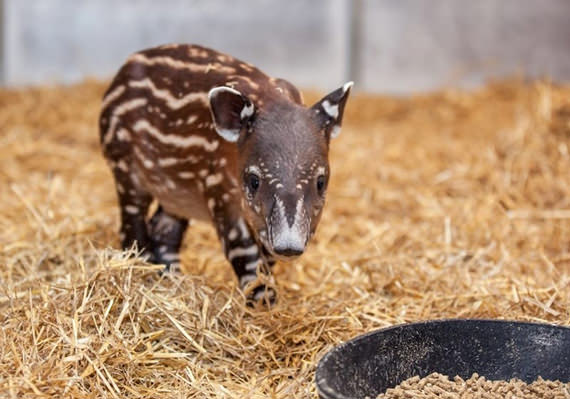 baby tapir 12