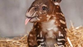 baby-tapir-comel-9