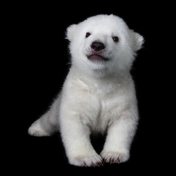 gambar beruang polar comel