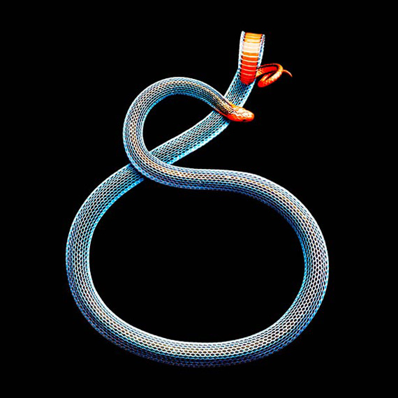 gambar ular 4