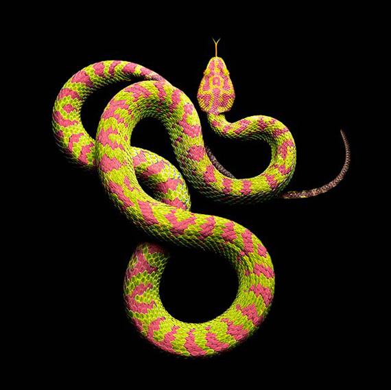 gambar ular yang cantik dan comel