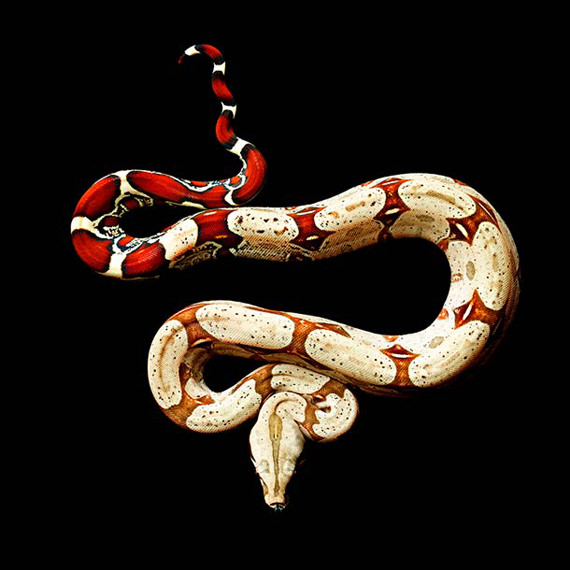 gambar ular cantik 7