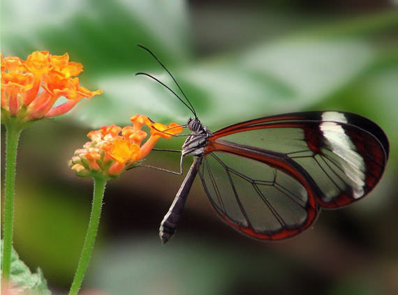 glasswing butterfly 5