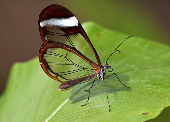 glasswing butterfly 6
