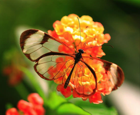 glasswing butterfly 8