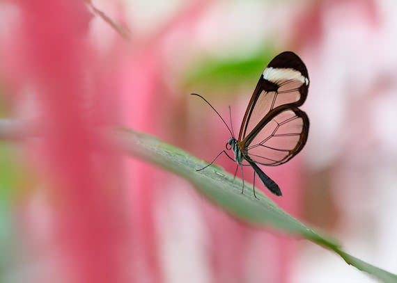 glasswing butterfly 9