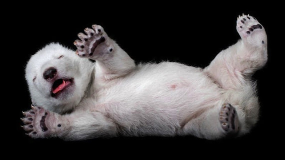 polar bear cub 2