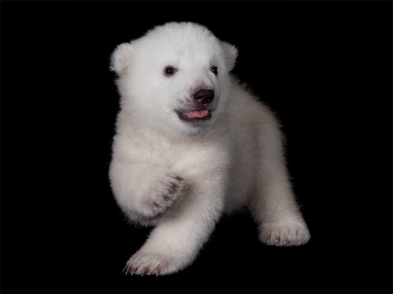 polar bear cub 3