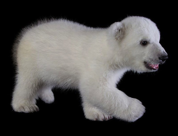 polar bear cub 5