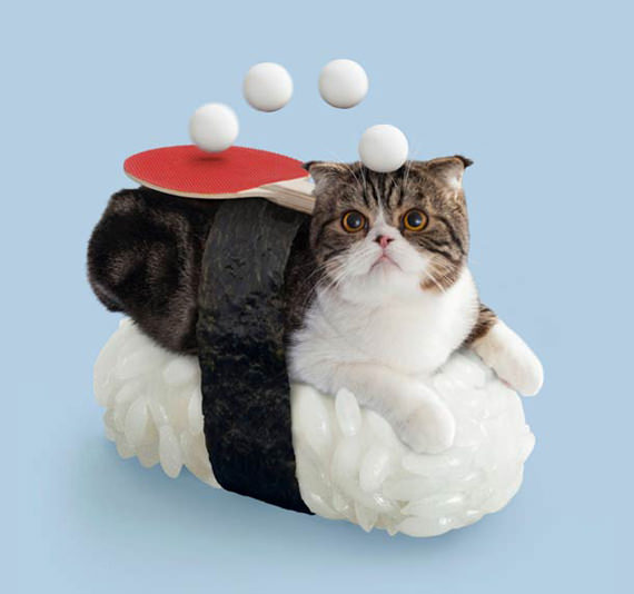 sushi kucing