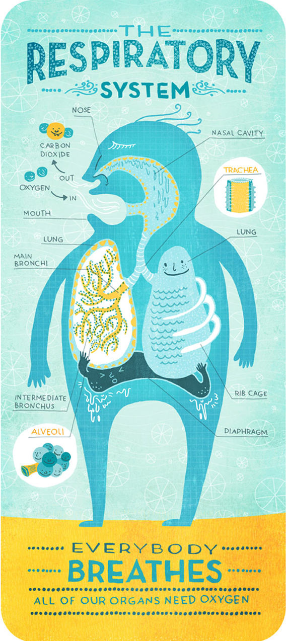 sistem pernafasan