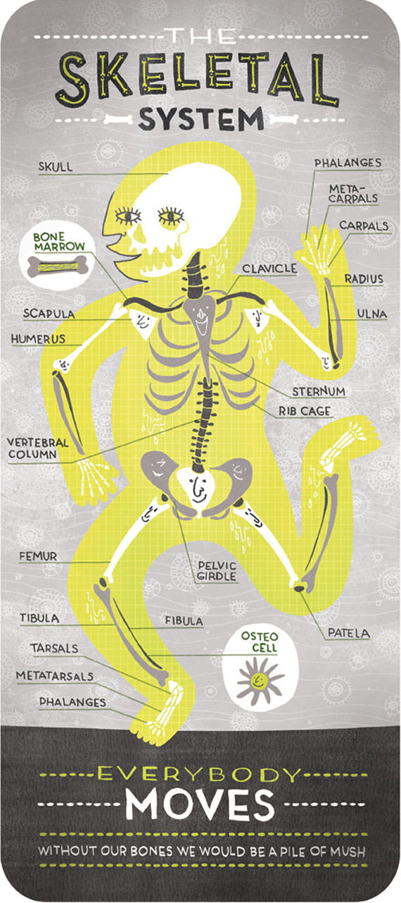 sistem tulang