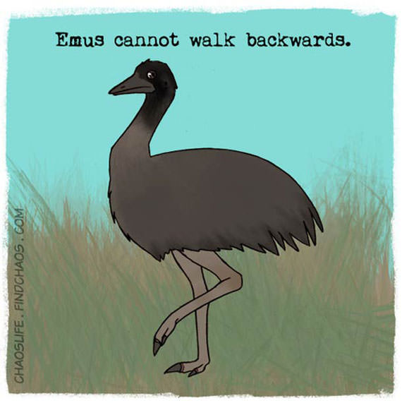 Emus tak boleh berjalan ke belakang