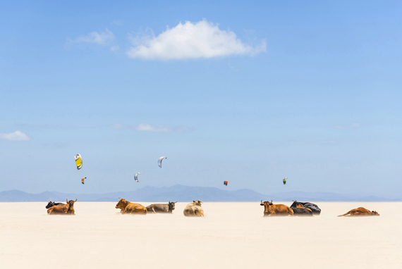 Cows And Kites oleh Andrew Lever