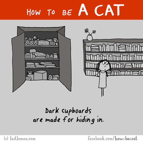 cara-cara menjadi kucing 10
