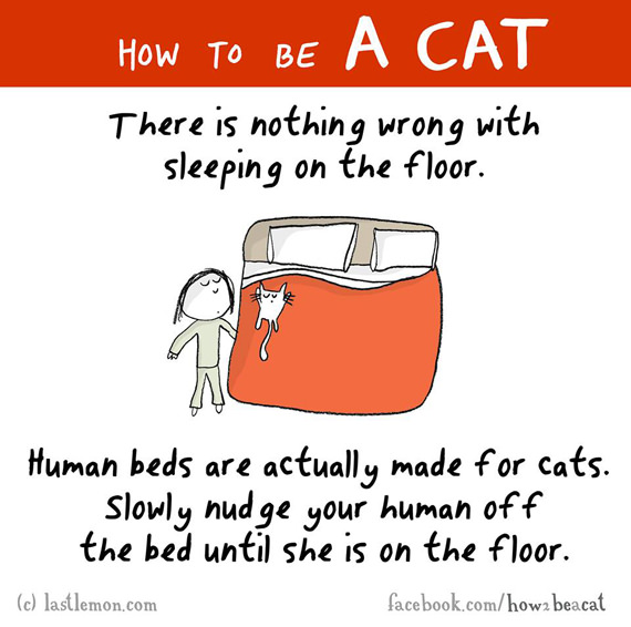 cara-cara menjadi kucing 11