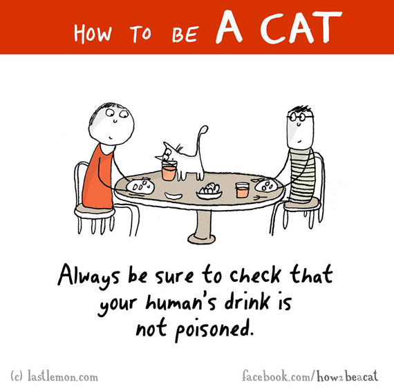 cara-cara menjadi kucing 12
