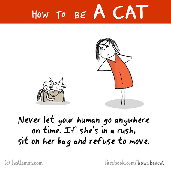 cara-cara menjadi kucing 13