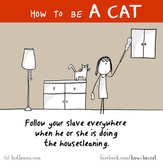 cara-cara menjadi kucing 2