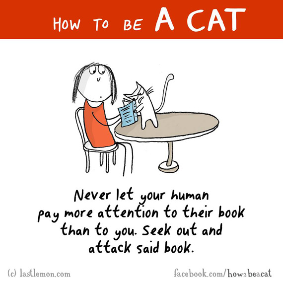 cara-cara menjadi kucing 3