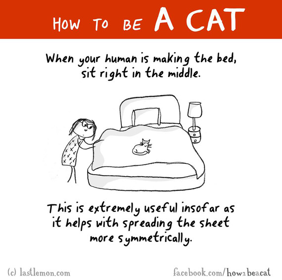 cara-cara menjadi kucing 4