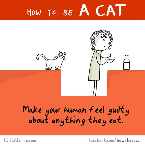 cara-cara menjadi kucing 6