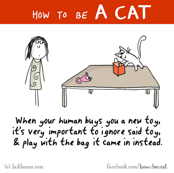 cara-cara menjadi kucing 9