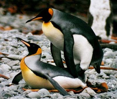 penguin kantoi making love