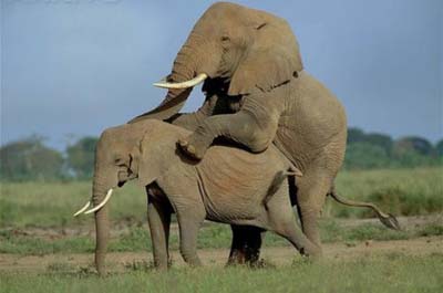 gajah yang kantoi