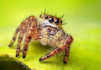 cute animals spiders (11)