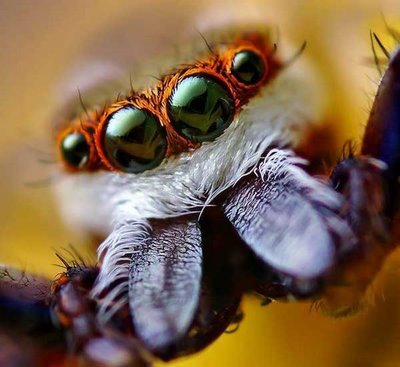 cute animals spiders (16)