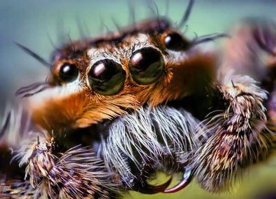 cute animals spiders (3)