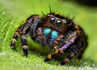 cute animals spiders (5)