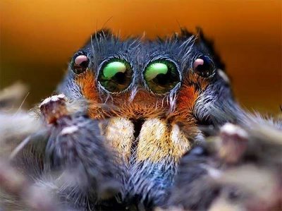 cute animals spiders (7)