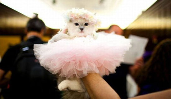 cat-wedding