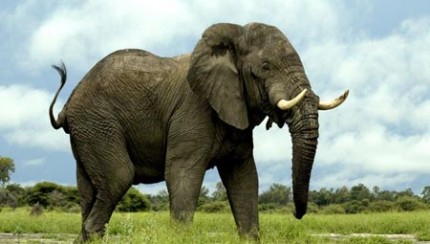 gajah afrika
