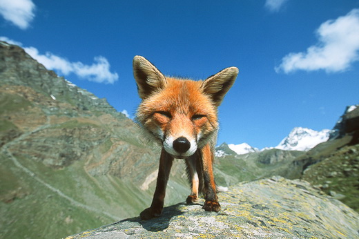 red fox