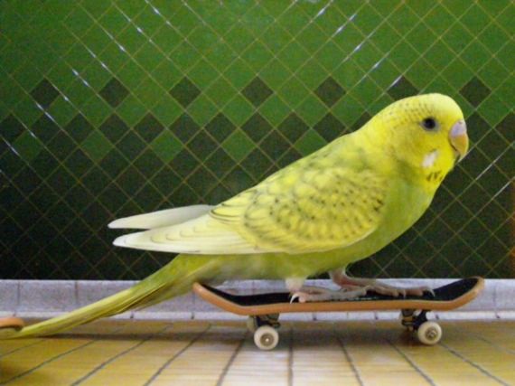 Burung kakak tua main skateboard 13
