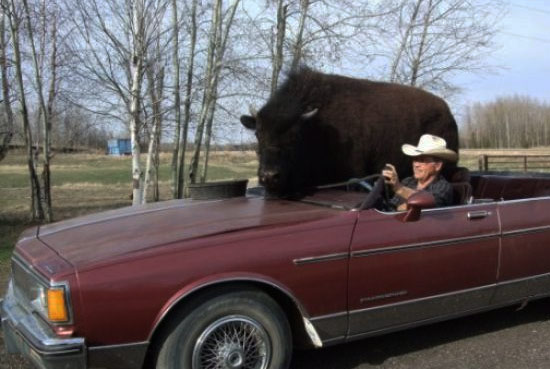 buffalo-inside-car