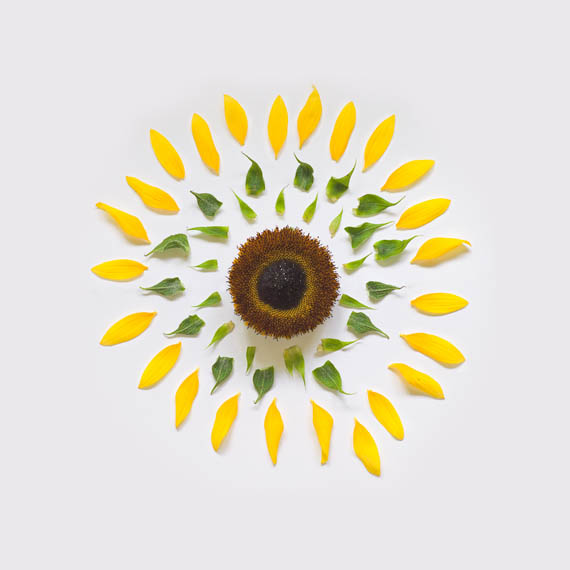 gambar bunga matahari meletup