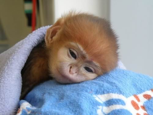 baby monyet