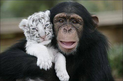 monyet dengan anak harimau comel