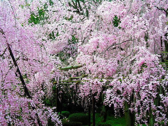 Sakura di Musim Bunga 2