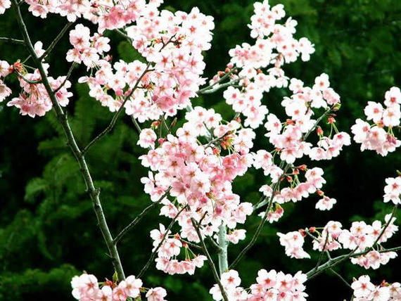Spring-Flower-Sakura-7