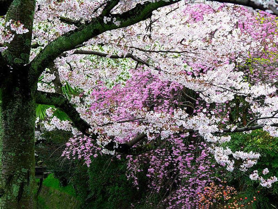 Spring-Flower-Sakura-8