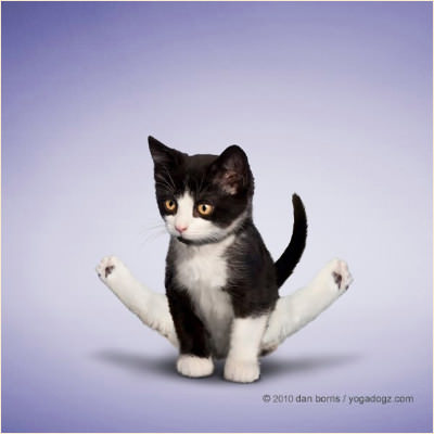 kucing yoga comel 1