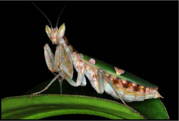 Jeweled flower mantis 