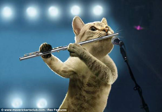 gambar kucing comel main flute