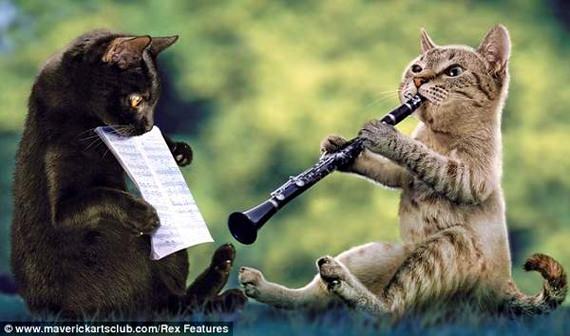 gambar kucing comel main clarinet 